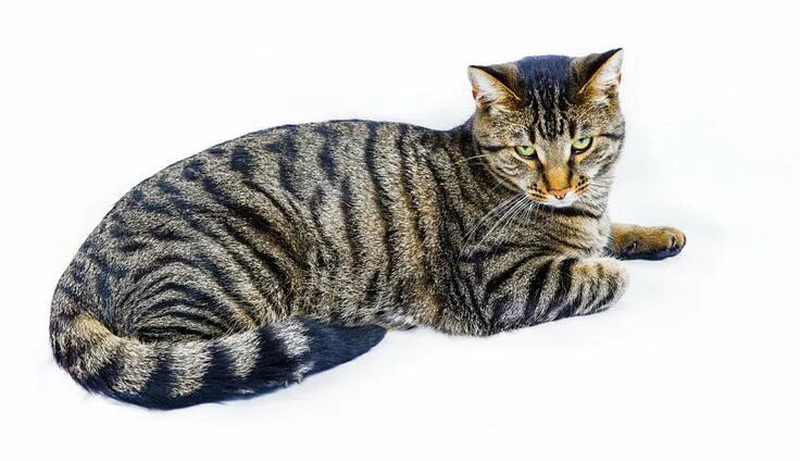 Pin by Wendy on Cats 2 Cats, Cute cats, Tabby cat