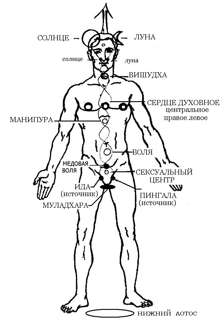 Сердечный центр где находится