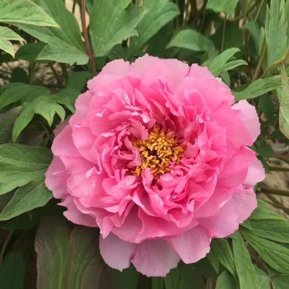 Пион древовидный голубой лотос. Пион древовидный сапфир. Пион древовидный голубой лотус. Пион голубой лотос описание. Пион пинк.