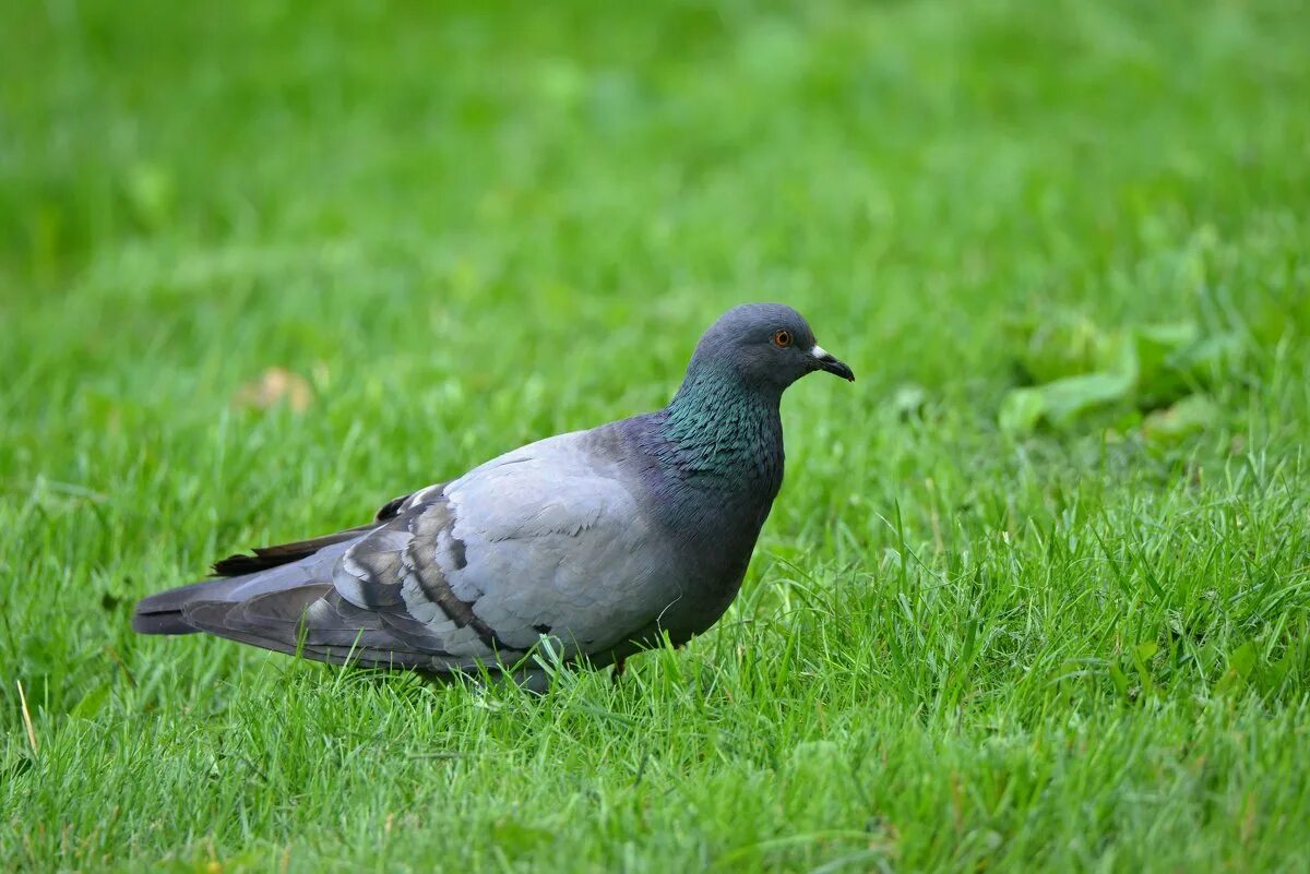 Best pigeons of UstAD jAJ Virk Interview By Qasim Virk And saith Adeel /Best Tad