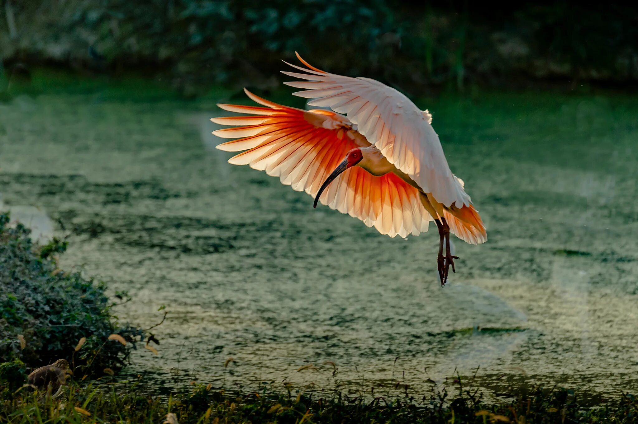 Птичка в китайском языке. Серая птица по китайски. Серая птичка на китайском. Китайский феникс фэнхуан. Китайские птицы для малышей презентация.