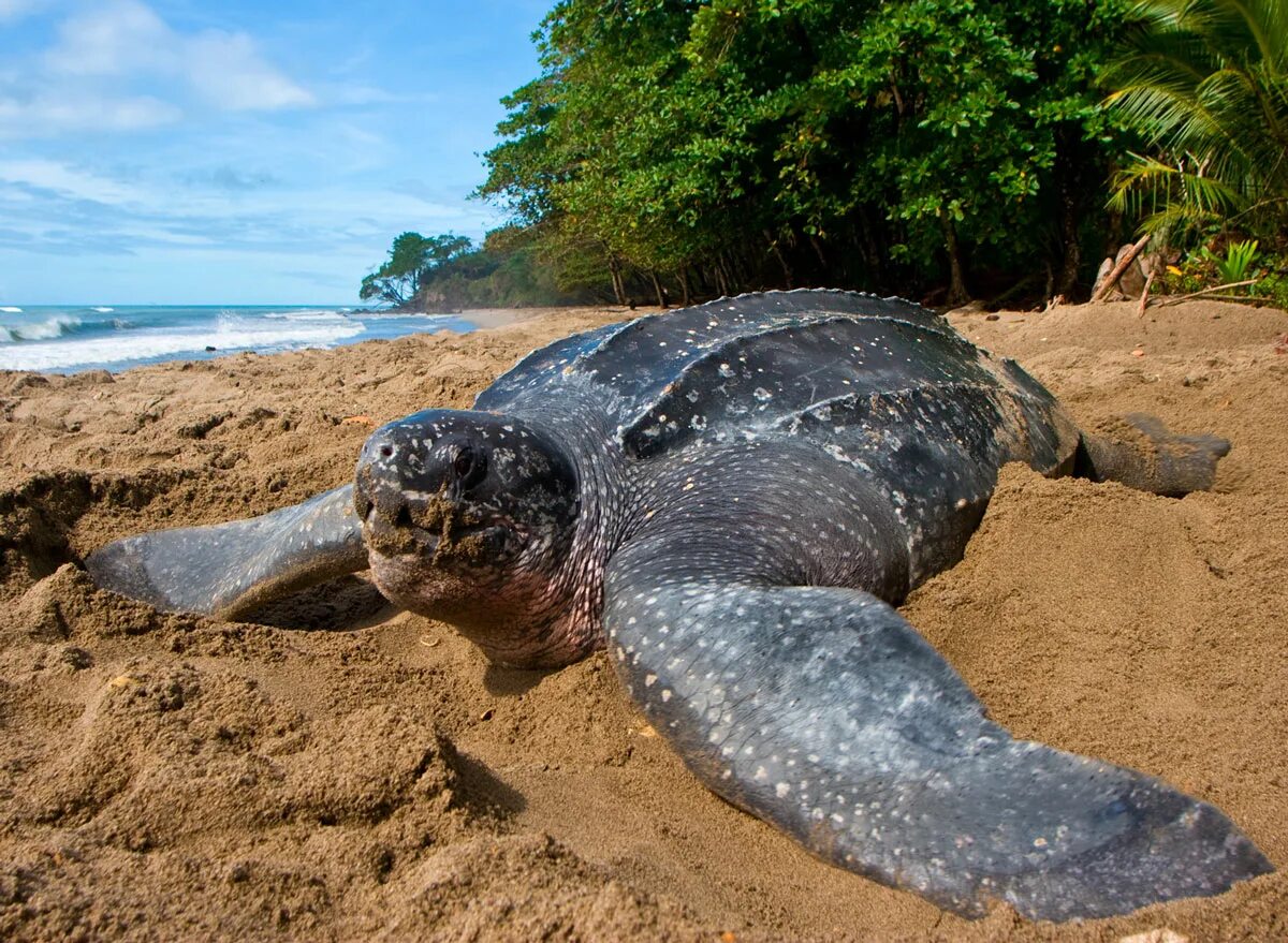 Морской слон. Самая большая кожистая черепаха в мире. Северный морской слон. Самые огромные животные. Морж в арктике.