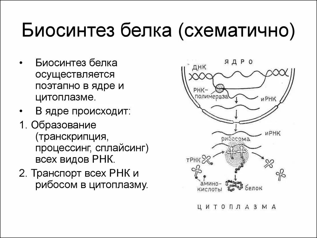 Синтез белков ядра происходит в