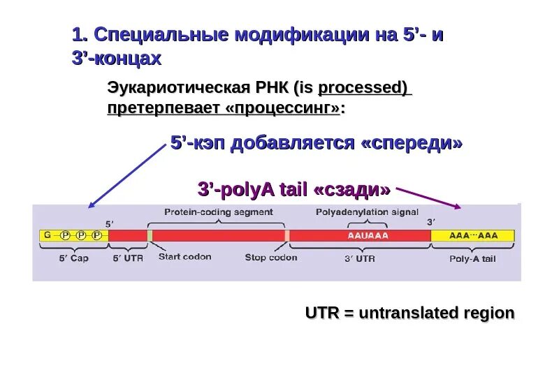Посттранскрипционный процессинг РНК. Ферменты процессинга. Процессинг. Этапы процессинга.