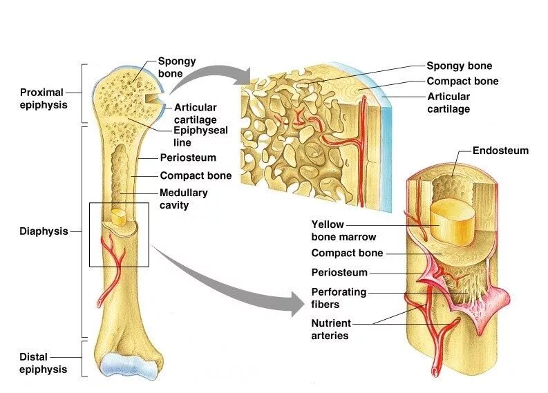 Long bone. Структура кости. Compact and spongy Bone. Головка трубчатой кости. Строение костного мозга человека.