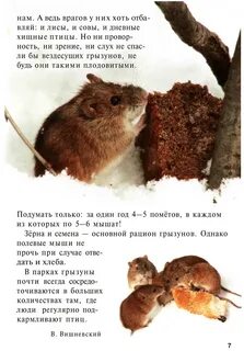 Энциклопедия текст о мышах