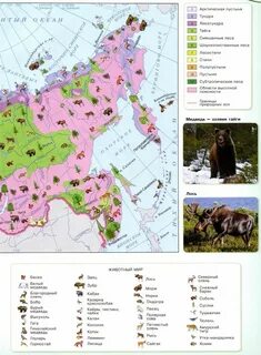 Карта природных зон 8 класс география