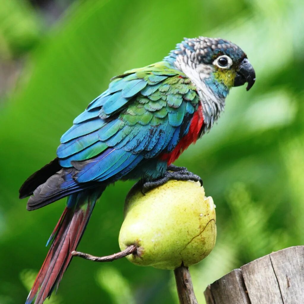 Зеленощёкий краснохвостый попугай. Пиррура перлата. Краснохвостый пиррура. Пиррура попугай. Curl parrot