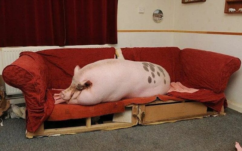 Свинья валяется. Минипиг хряк. Свинья на диване. Поросенок на диване. Ленивая свинья.