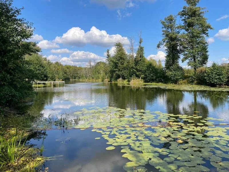 озеро летнее карелия. голубое озеро щелково. любимое место озеро. любимое место озеро. алтайский заповедник алтая.