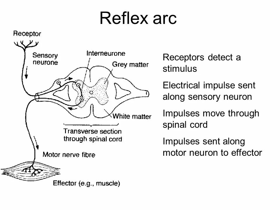 Зеленый рефлекс. Рефлекс. Spinal Cord simple Reflex Arc. Reflex is. Reflexes.