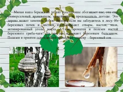 Дерево береза как пишется