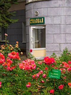 Садовый центр в никитском