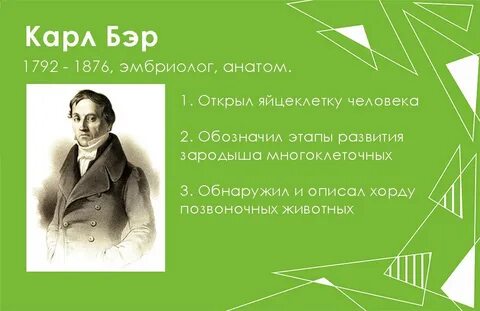 Бэр яйцеклетка