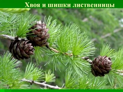 Сколько хвоинок у лиственницы даурской