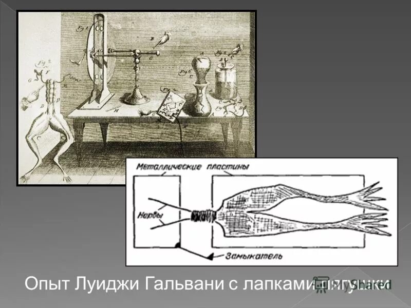 Читать первые опыт. Опыты Луиджи Гальвани. Луиджи Гальвани лягушка. Первый эксперимент Гальвани. Опыт л Гальвани.