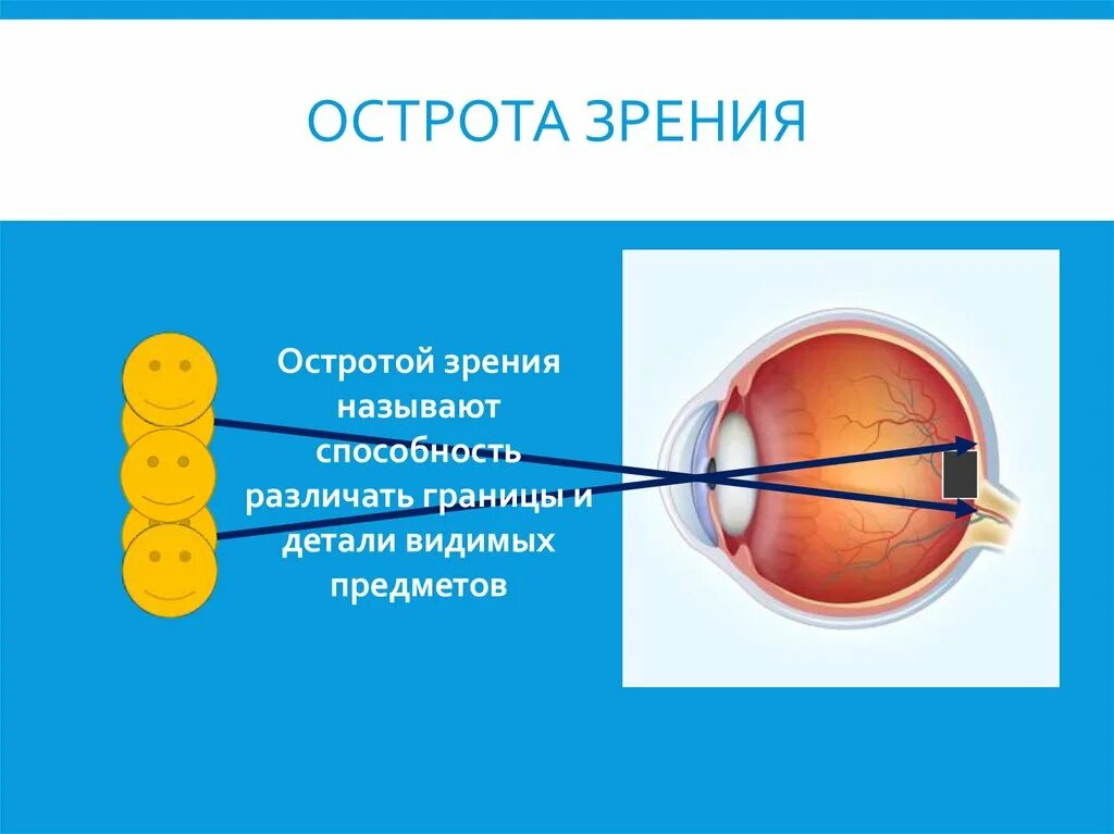 Точка лежащая зрение. Острота зрения. Острота зрения глаза. Острота зрения это способность. Центральная острота зрения.