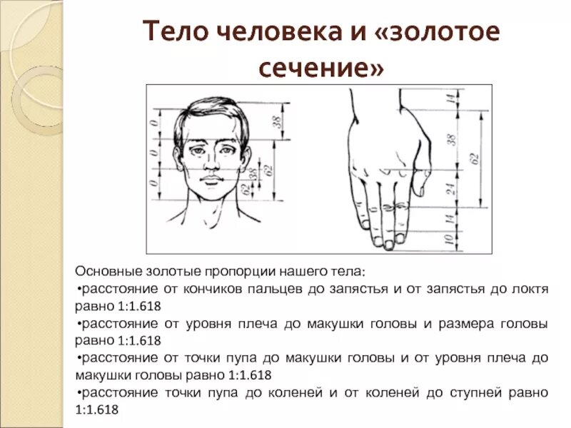 У взрослого человека размер головы занимает. Золотое сечение руки человека. Пропорции ладони. Золотое сечение в пропорциях человека. Пропорции тела человека.