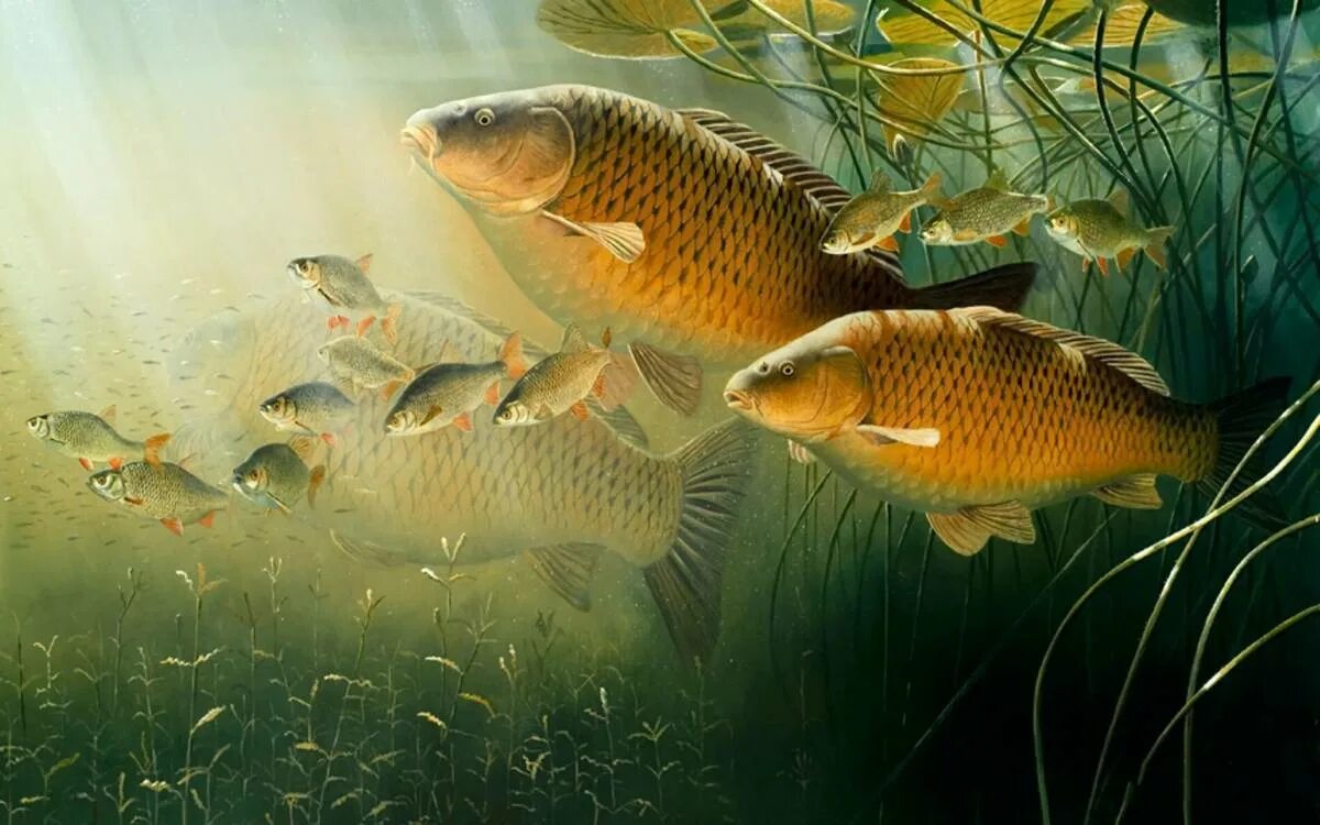 Carp карп. Сазан (cyprinus carpio). карп (cyprinus carpio). карп карполов 8 июня. рыба сазан карп зеркало карп.