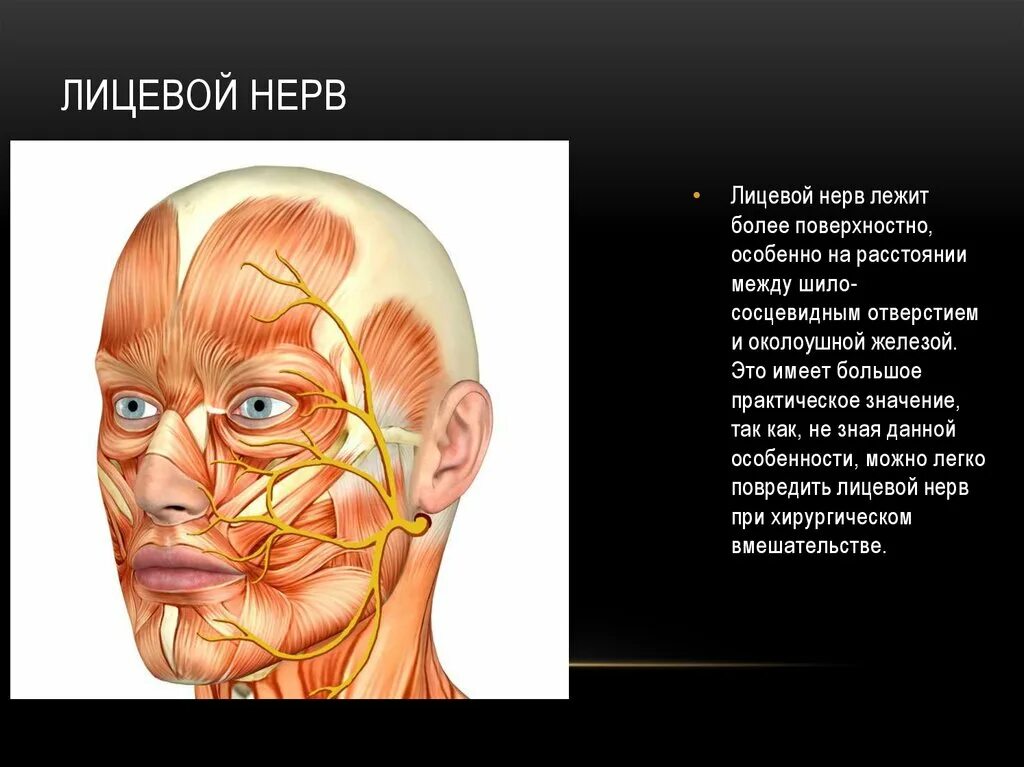 Лицевые нервы человека. Неврит лицевого нерва анатомия. Лицевой нерв анатомия. Анатомия лицевых нервов. Лицевые нервы анатомия.