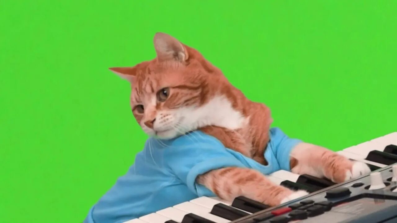 Кот мем хромакей. Кот хромакей. фон хромакей кот. котик на зеленом фоне. смешной кот хромакей.
