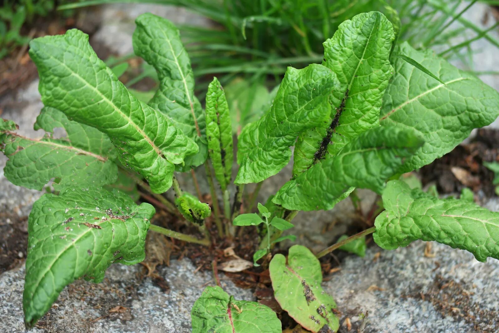 Щавель арбуз. Rumex obtusifolius щавель туполистный. Конский щавель Шпинатный. Шпинат Утеуша. Щавель туполистный (Rumex obtusifolius l.).