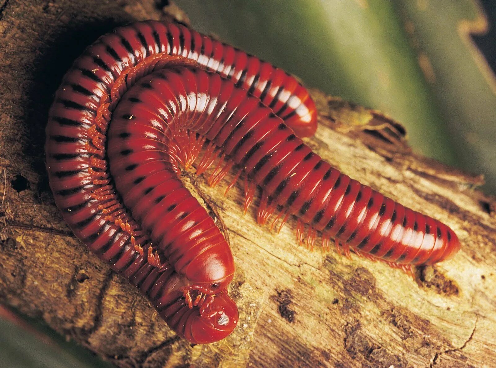 Красная личинка. Многоножка Millipede. Крымская многоножка мухоловка. Двупарноногие многоножки.