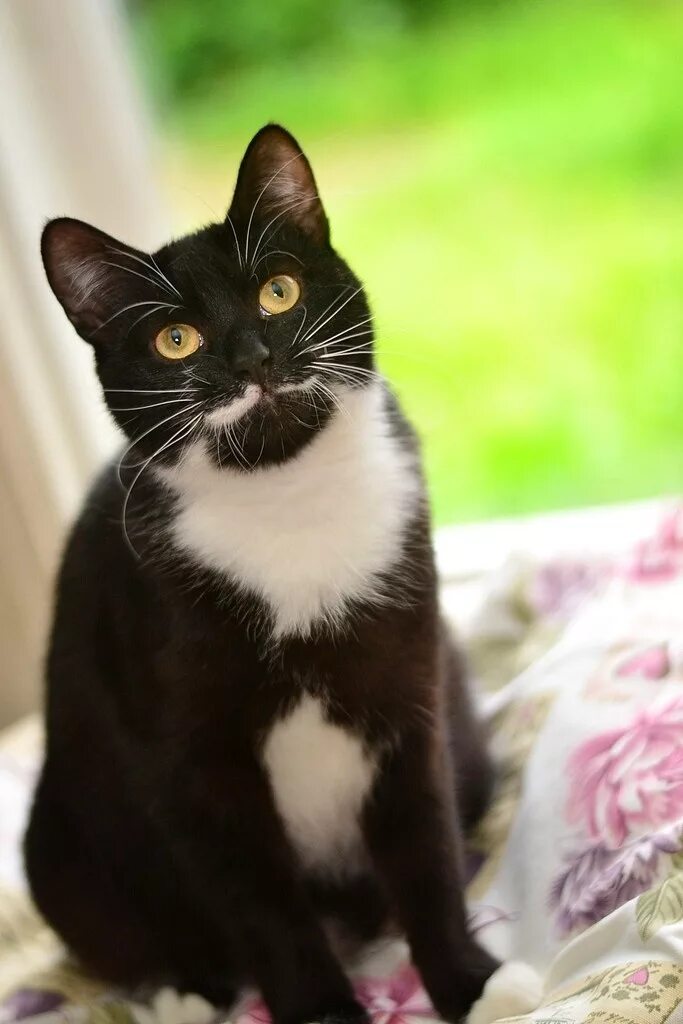 короткошерстная европейская кошка биколор. сибирская биколор короткошерстная кошка. чёрно-белая кошка. норвежская лесная кошка короткошерстная. сибирская биколор короткошерстная.