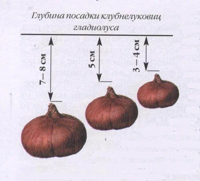 На какую глубину сажать гладиолусы в открытый