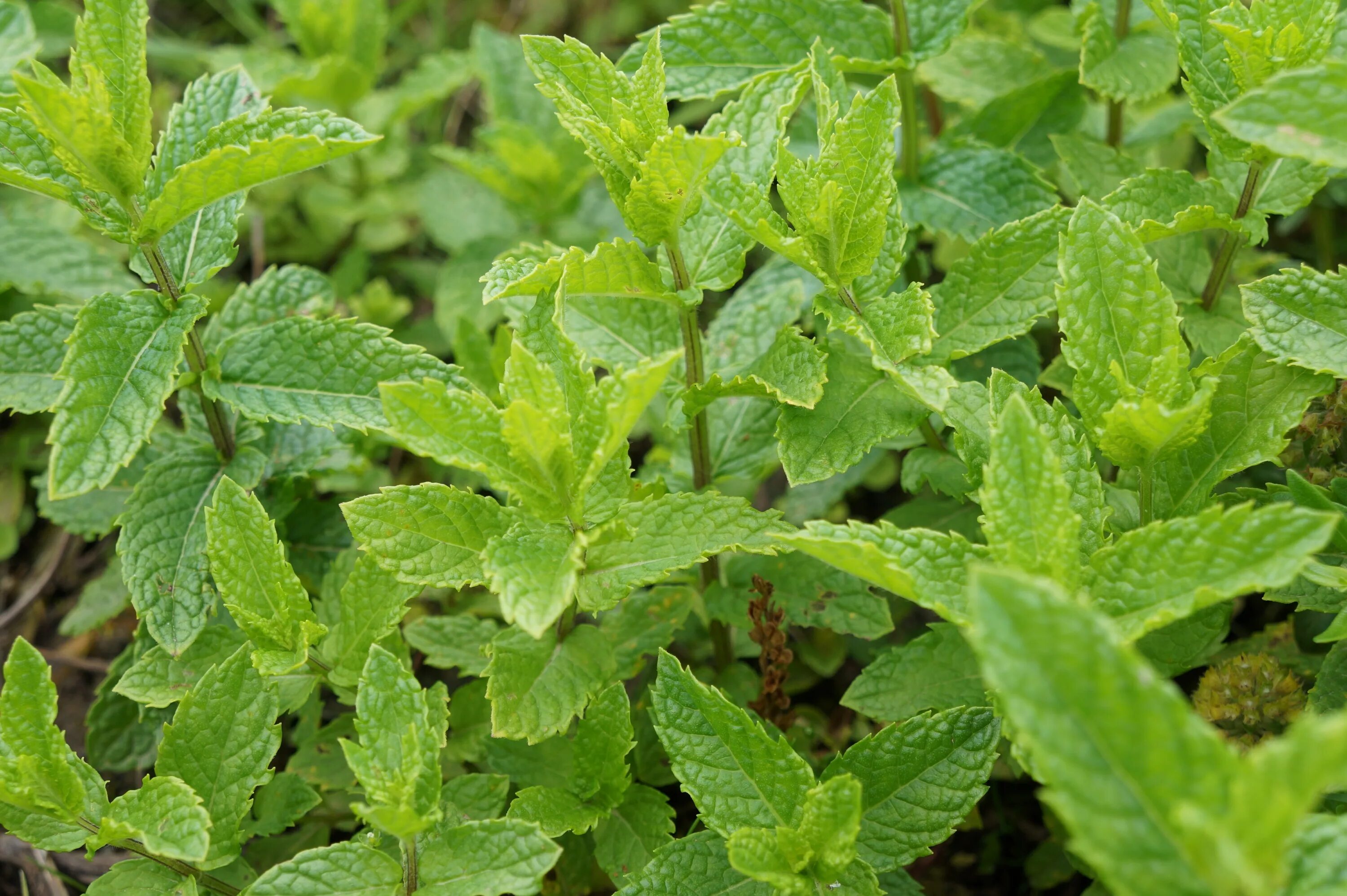 Сильно пахнущие травы. Мята перечная ментоловая. Мята перечная (Mentha piperita). Мята остролистная. Мята круглолистная.