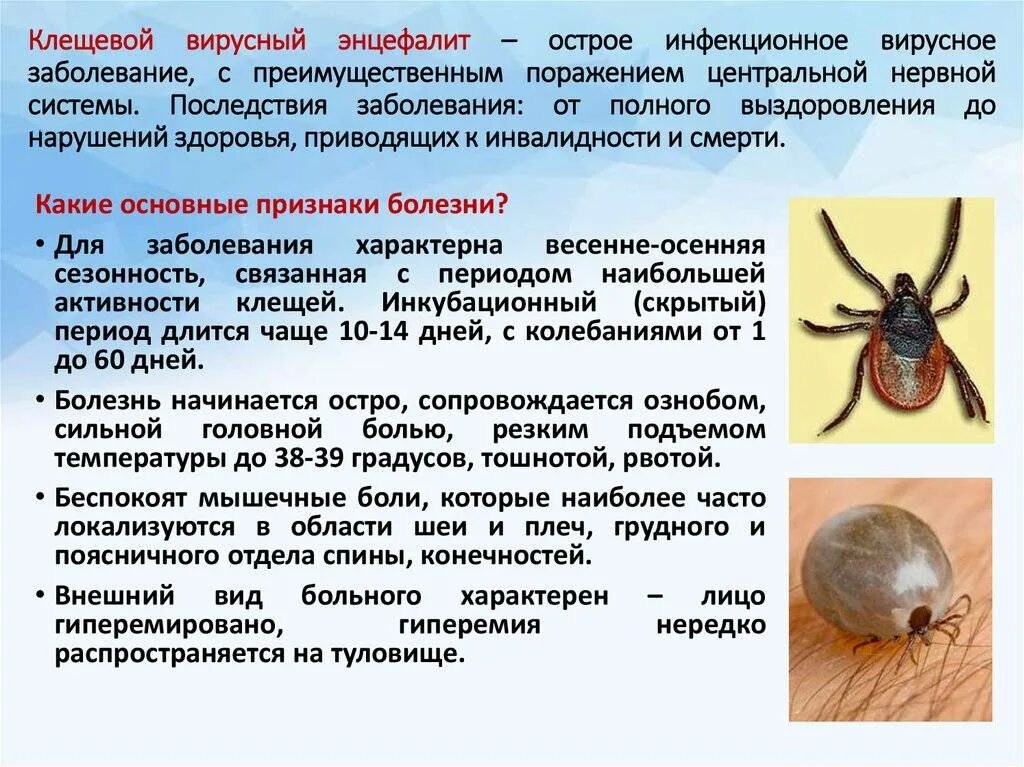 Энцефалитный клещ через сколько проявляется. Диагноз иксодовый клещевой боррелиоз. таёжный клещ клещевой энцефалит. лайм боррелиоз эпидемиология. клещевой энцефалит возбудитель симптомы.