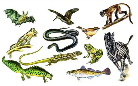 Анальный жопа HD