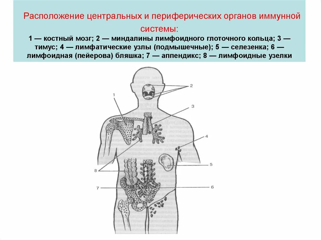 Центральные и периферические органы иммунной системы схема. Функции периферических органов иммунной системы. Схема лимфоидной системы человека иммунология. Иммунная система организма. Центральные органы иммунной системы.