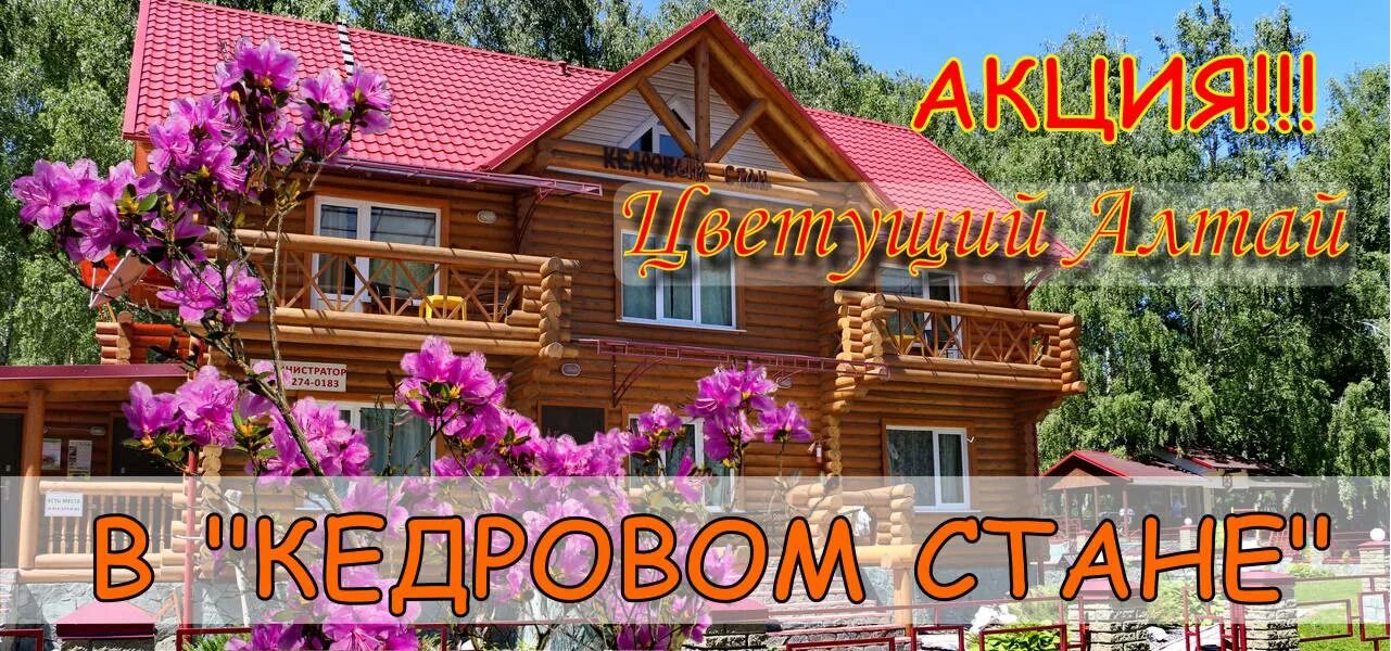 Кедровый стан бирюзовая катунь. Мини отель сказка бирюзовая катунь. Кедровый стан бирюзовая катунь. Бирюзовая катунь туристический комплекс. Кедровый стан бирюзовая.