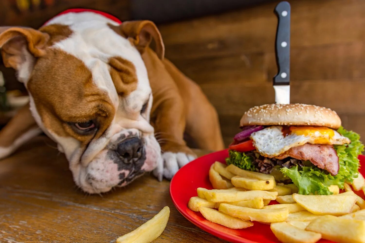 Корм для собак французский бульдог. Бульдог мясо. Бульдог мясо. Питание французского бульдога. Французский бульдог щенок.