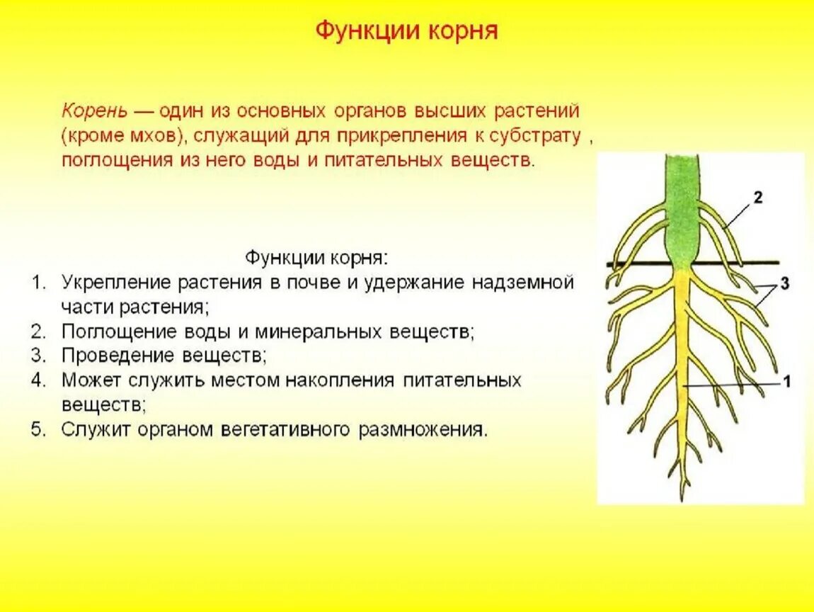 Какую функцию выполняет вода в растении. Корневые системы виды функции рисунок. Строение . Функции . Типы корневых систем.