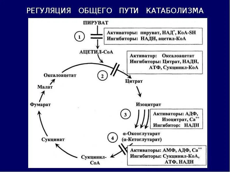 Регуляторный фермент цикла Кребса. Общий путь катаболизма схема. Специфический путь катаболизма схема. Цикл Кребса его регуляция и функция.