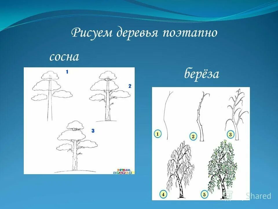 Рисунок дерева 6 класс изо. Поэтапное рисование сосны. последовательность рисования дерева. нарисовать сосну поэтапно. поэтапное рисование дерева для дошкольников.