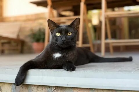 Бомбейский кот