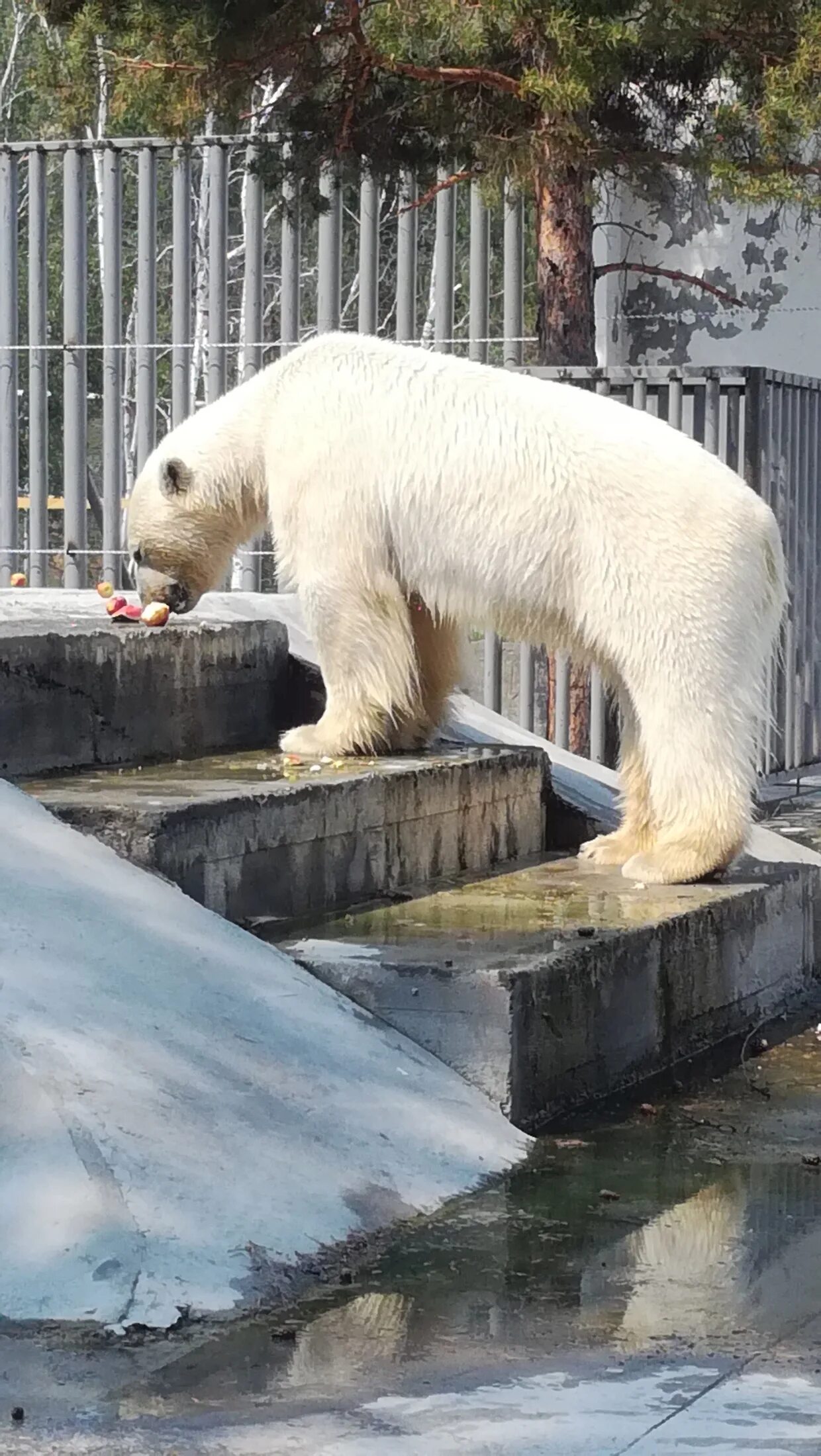 Зоопарк орто дойду хангаласский улус. Зоопарк якутии. Парк орто дойду в якутске. Зоопарк орто дойду в якутске. Зоопарк якутск.