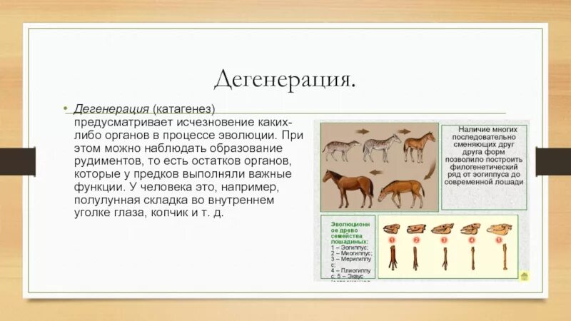 Три дегенерация. Филогенетический ряд лошади. Общая дегенерация примеры. Дегенерация это в биологии. Дегенерация человека примеры.