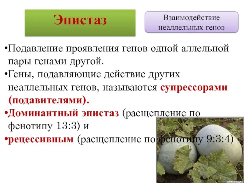 Ген подавляемый другим аллельным геном. Эпистаз формулы расщеплений. доминантный эпистаз. эпистаз неаллельных генов. эпистаз расщепление.