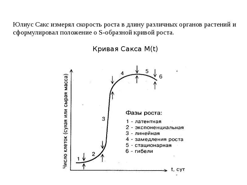 Стационарная кривая. Кривая Сакса растений. Фазы и типы роста растений. Кривая роста растений. Большая кривая роста растений.