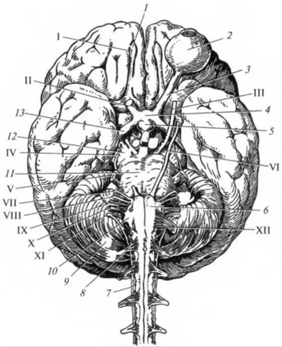 Черепные нервы на основании мозга. Черепно мозговые нервы анатомия. 12 Черепно мозговых нервов анатомия. Черепные нервы анатомия.