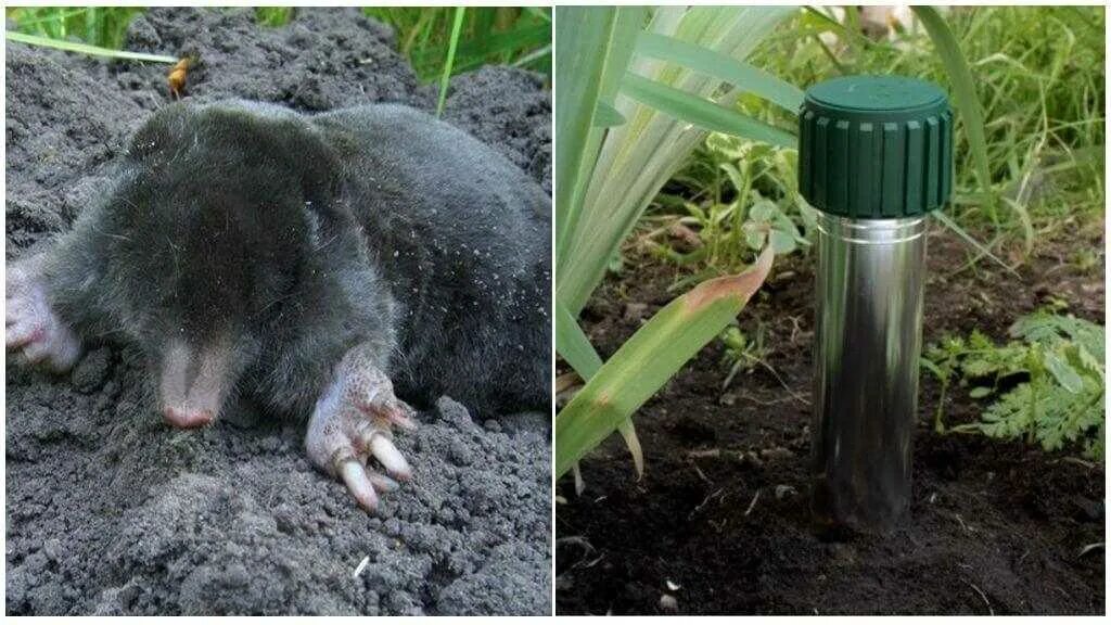 Средства борьбы с кротами и землеройками на дачном участке. Как вывести кротов с участка. Способы борьбы с кротами на дачном участке. Борьба с кротами на участке. Как вывести кротов с участка.