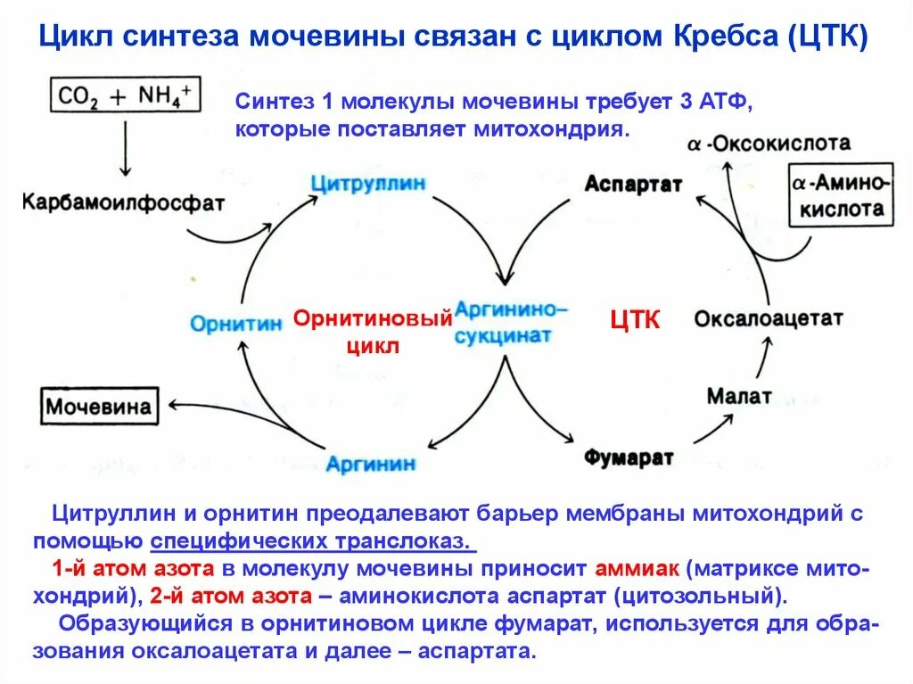 Орнитиновый цикл Синтез. Схема орнитинового цикла синтеза мочевины. Цикл мочевины и цикл Кребса. Орнитиновый цикл и ЦТК. Реакции образования циклов