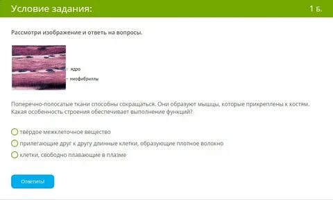 Клетки способны сокращаться