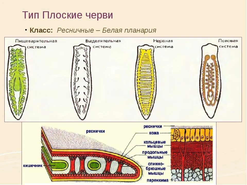 Какая часть белой планарии выполняет двигательную функцию. Тип плоские черви планария. Строение систем органов плоских червей. Системы органов планарии. Плоские черви биология строение.
