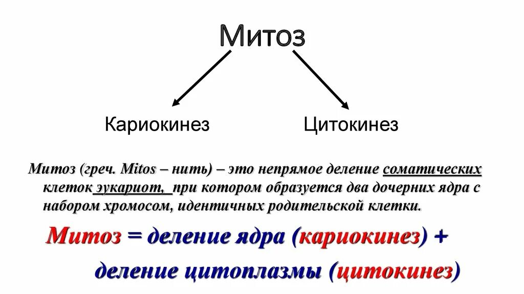 Кариокинез и цитокинез