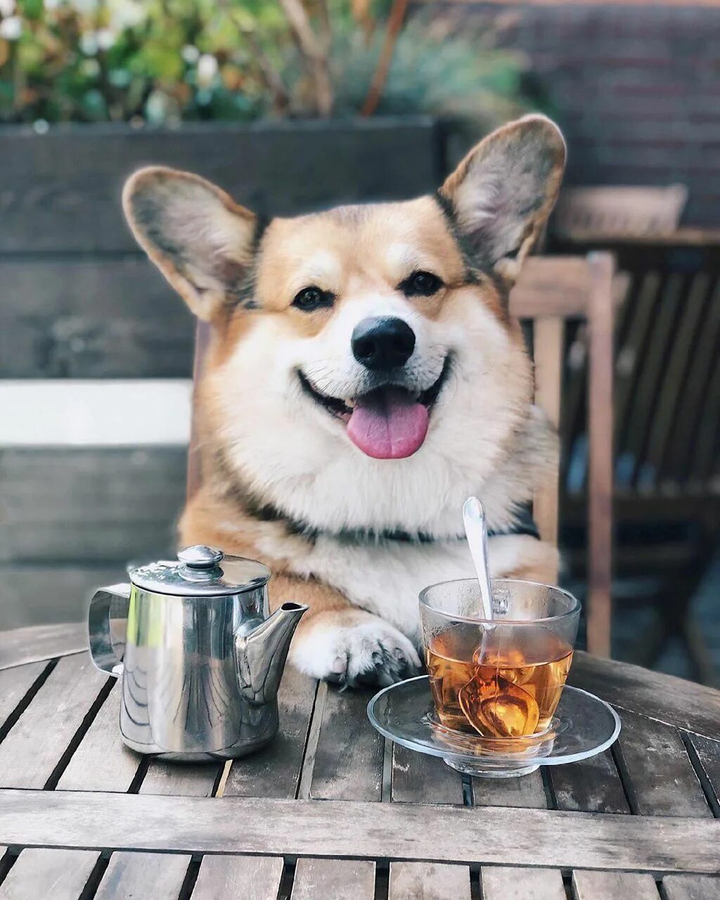 Доброе утро с корги картинки прикольные Pin by Valery on Пёсели Corgi dog, Cute corgi, Welsh corgi puppies